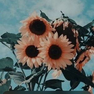 Meet your Posher, Akira